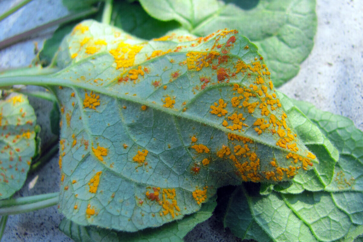 Plant with rust