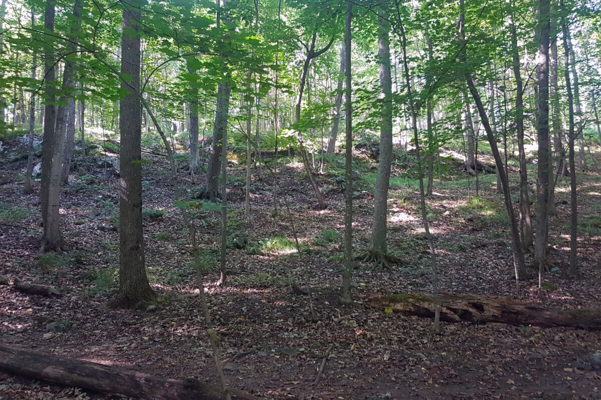 Forest dappled in sunshine 