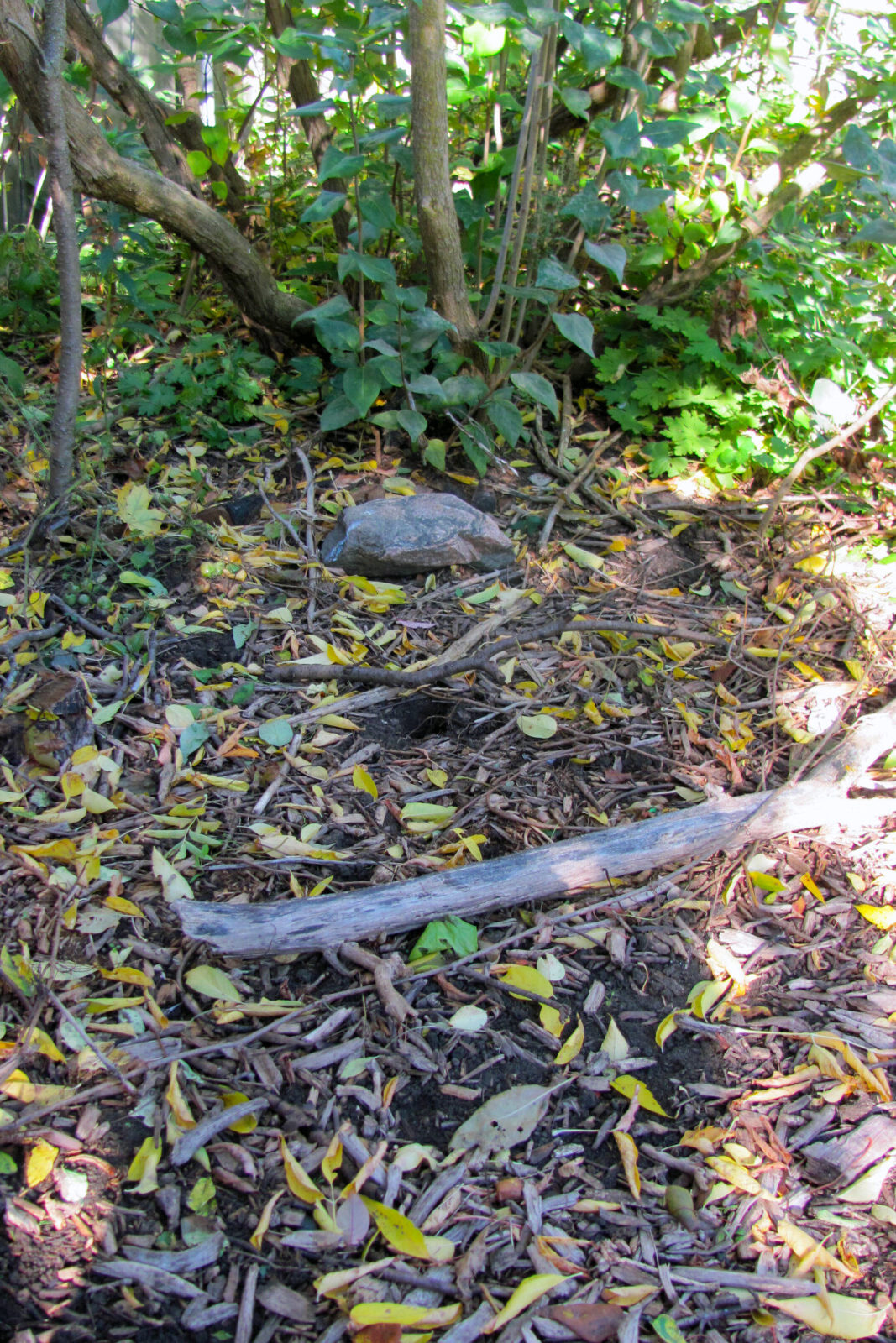 Woody area