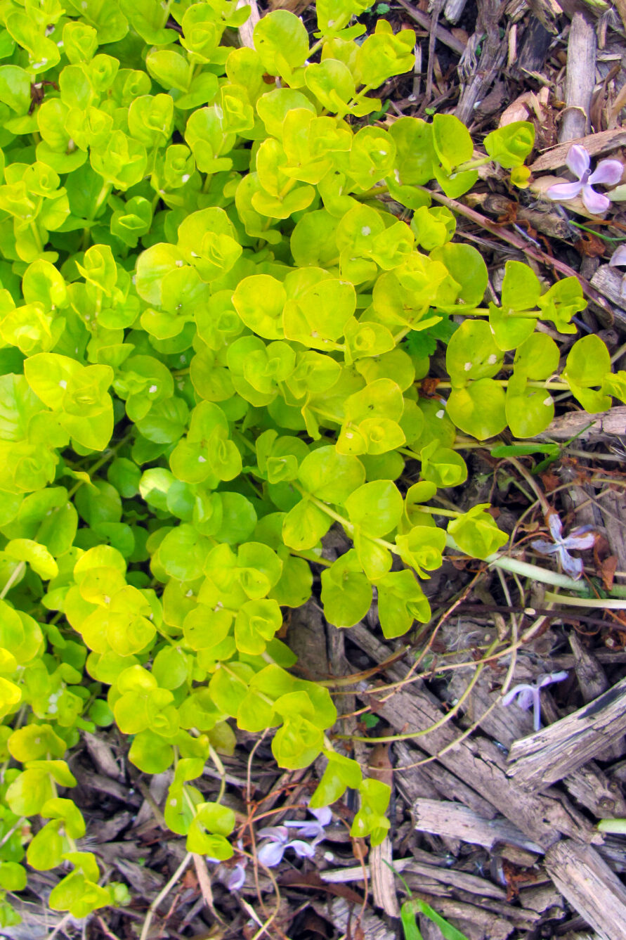 Creeping Jenny