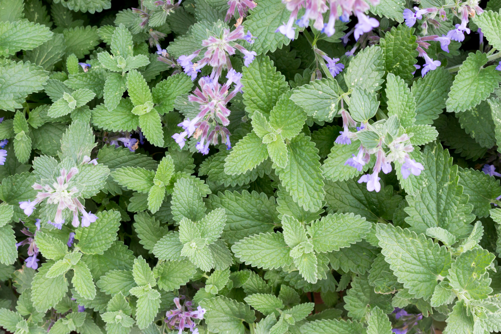 catnip flowers