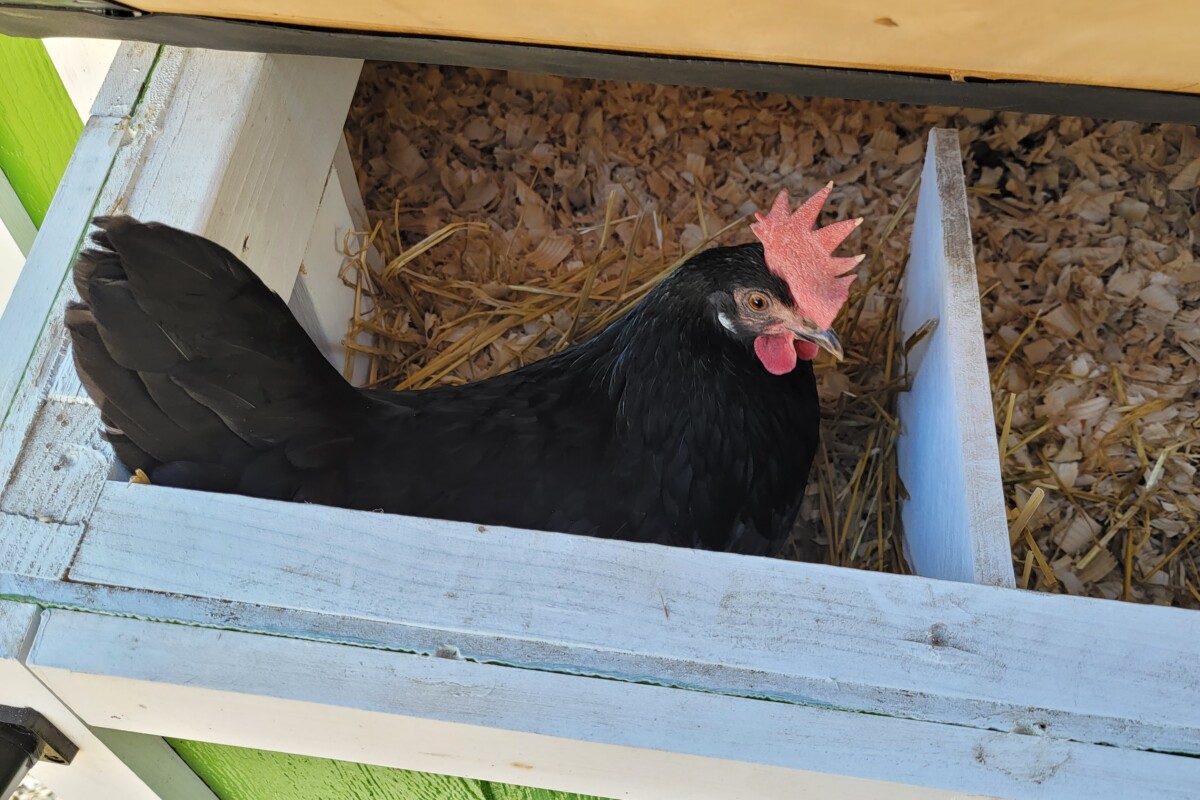 Chicken in nextbox?