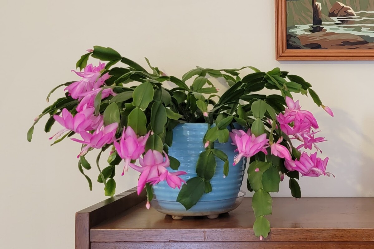 Christmas cactus in bloom