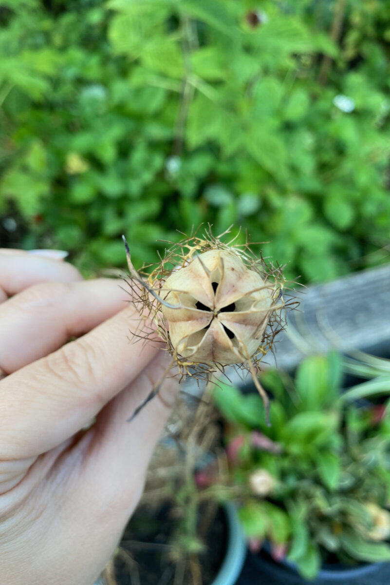 close up of seed head