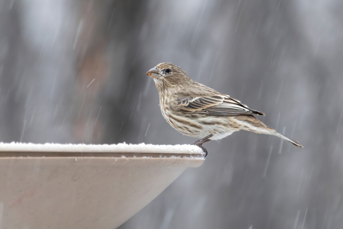 Bird on the edge of a heated bird bath