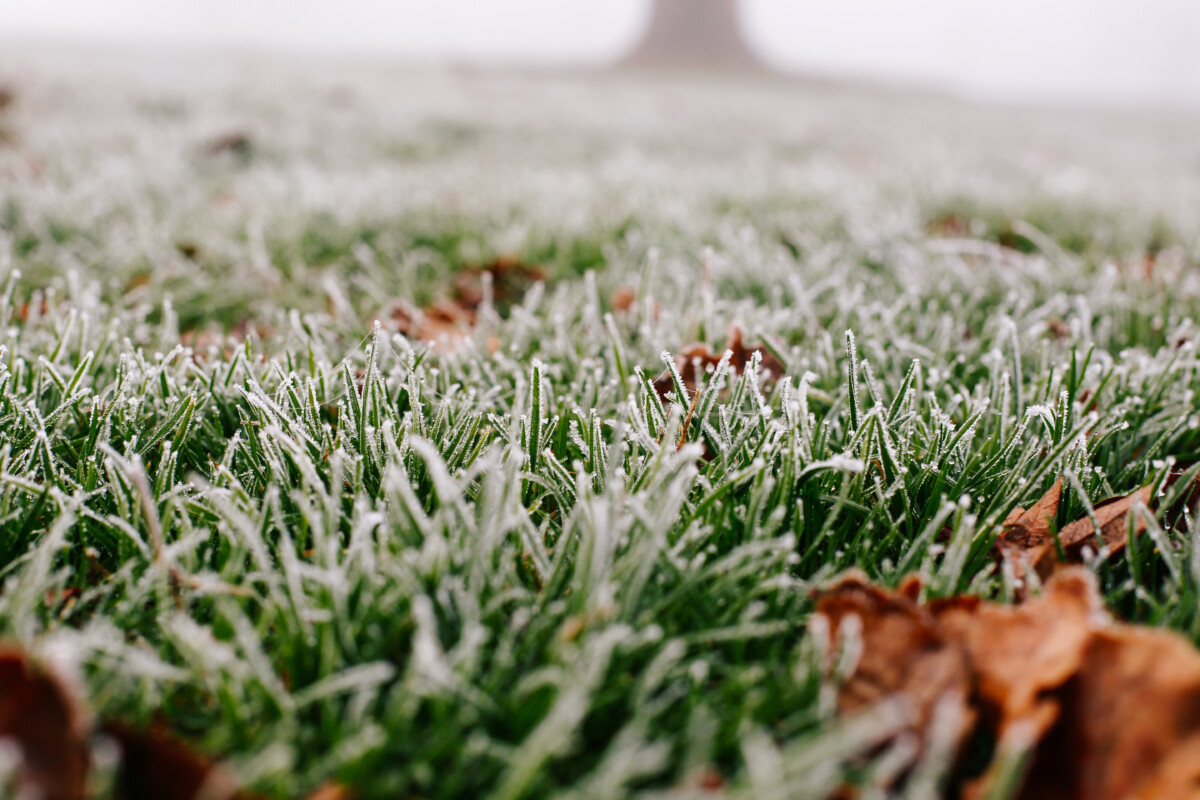 Frosty grass in the morning
