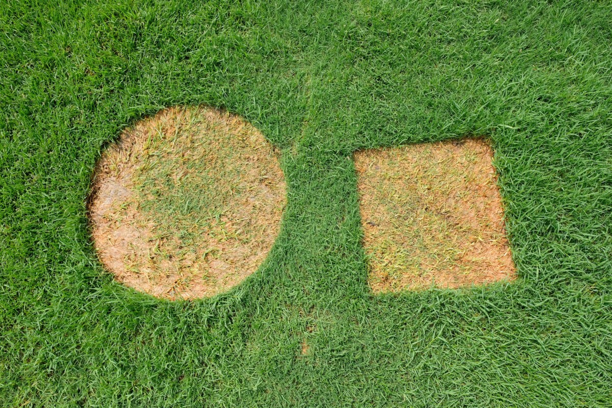Two bares spots on the lawn