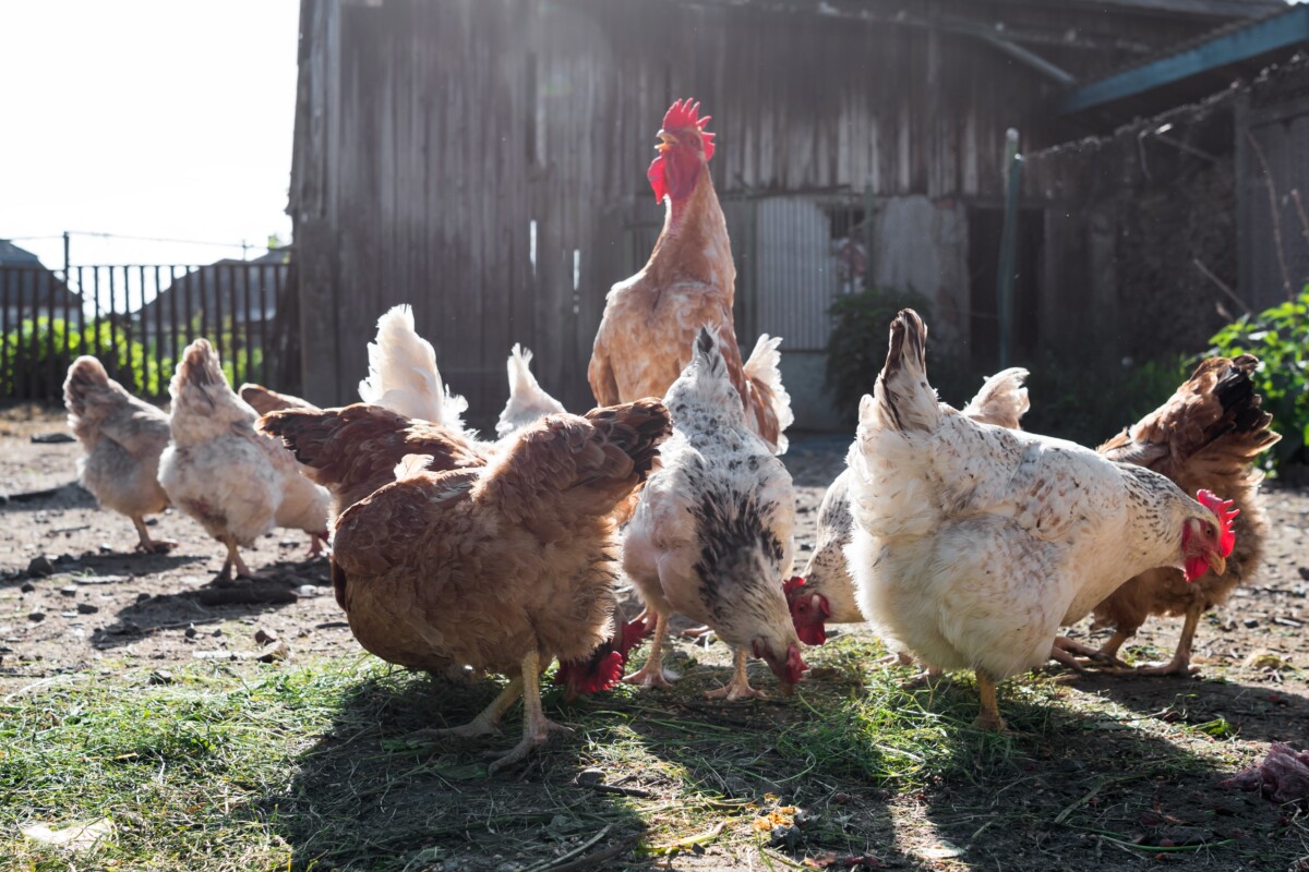 chickens eating fresh fodder