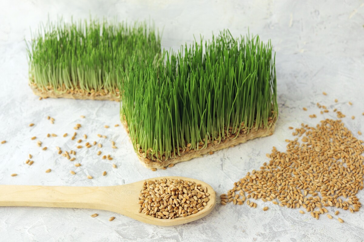 Mats of fodder, grains on a wooden spoon