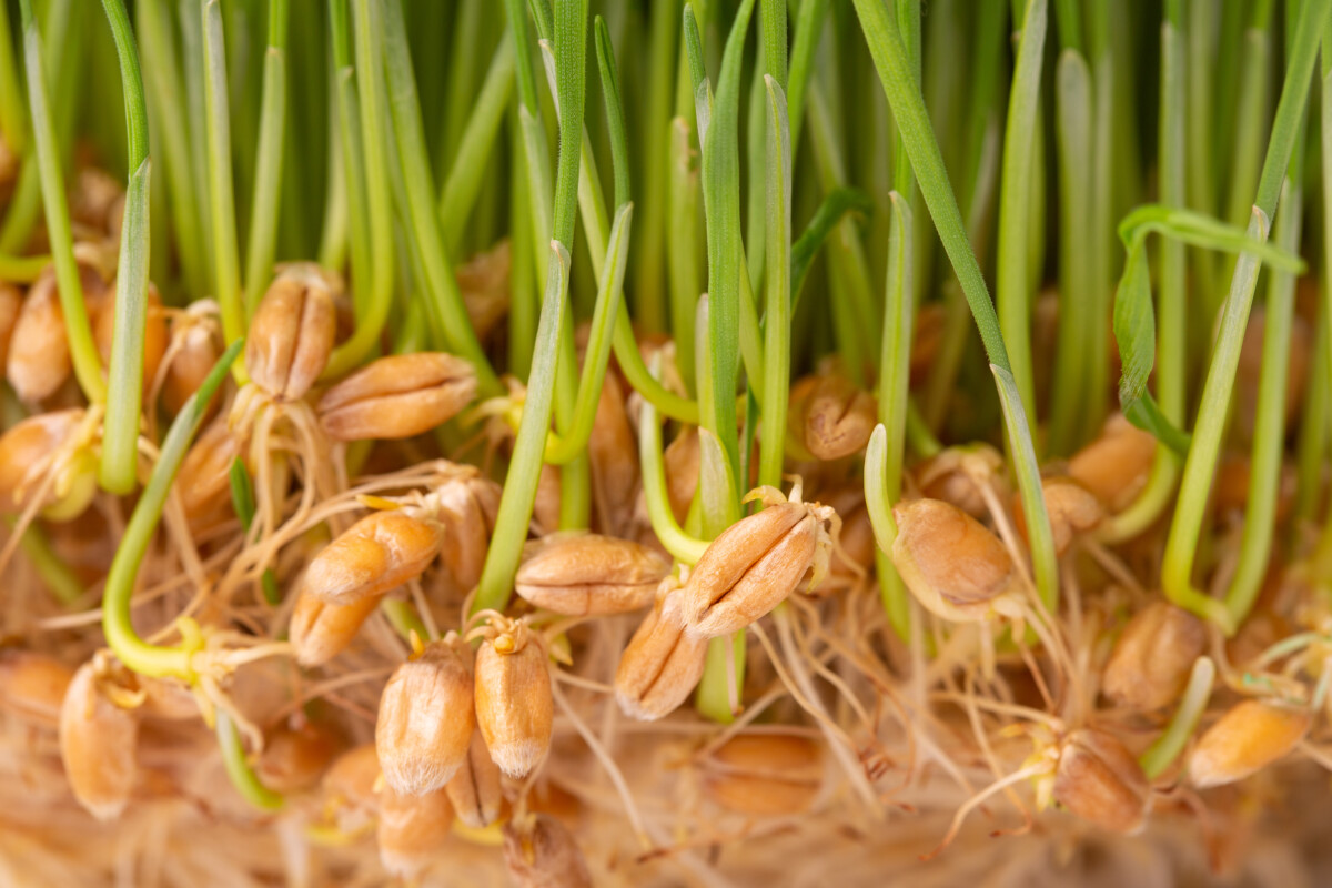 Germinated wheat