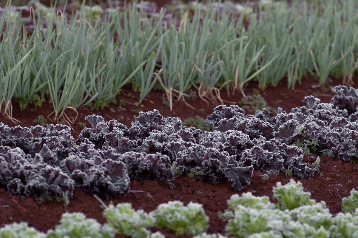 Red and green lettuces and onions. 