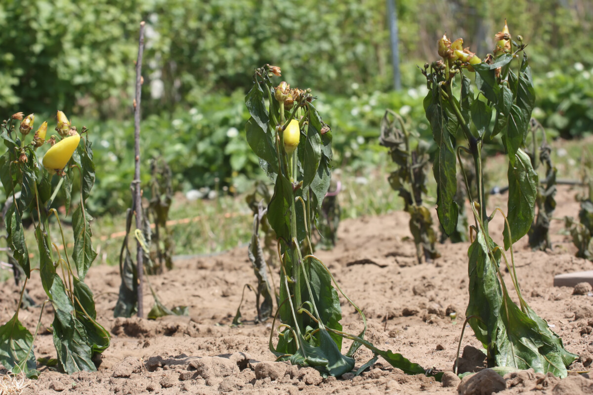 Pepper plants
