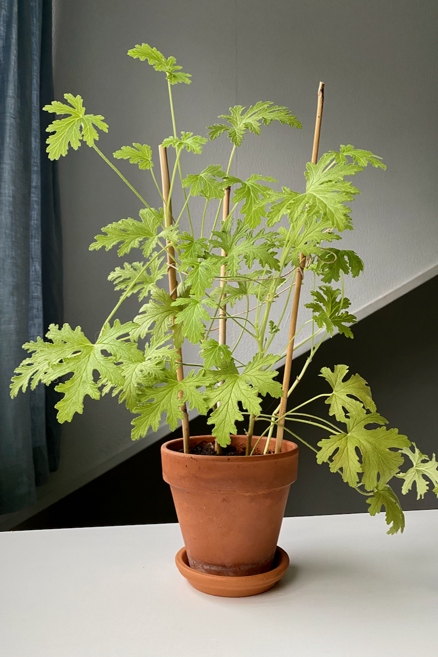 Potted geranium grown as a houseplant.