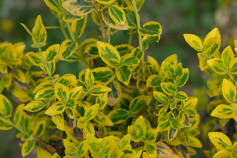 Golden Euonymus in shade