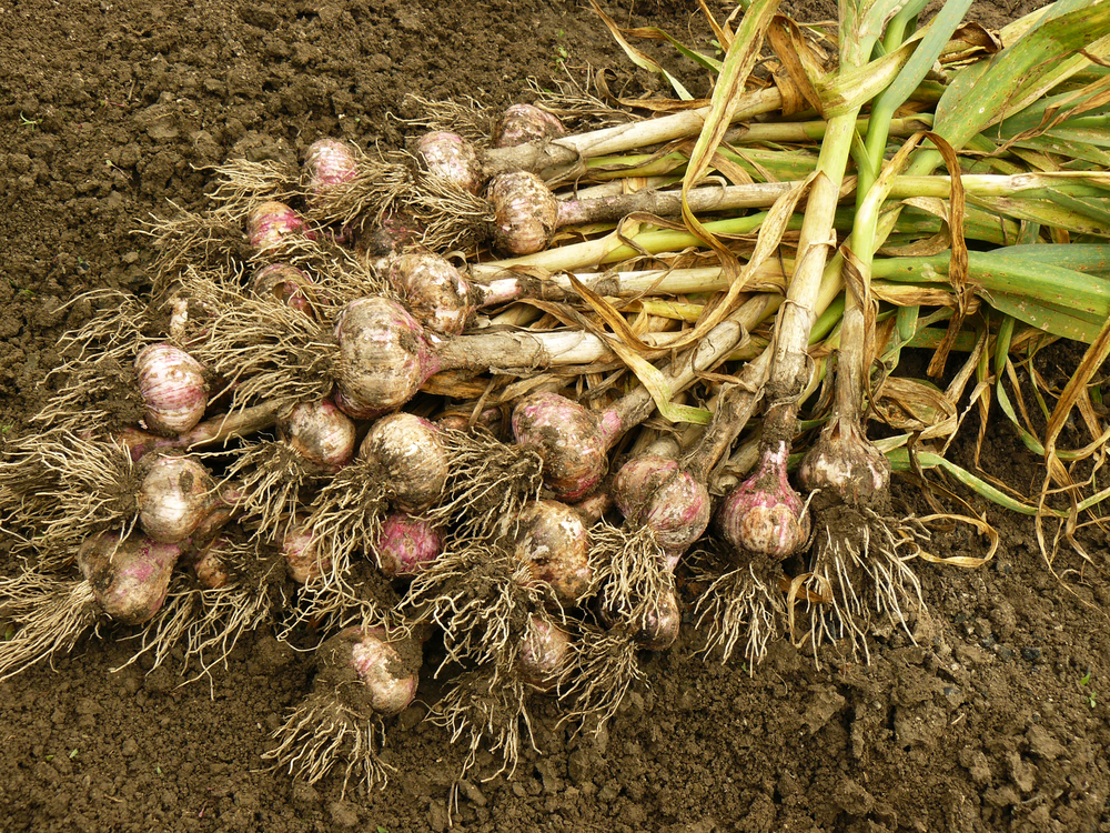 Freshly harvested garlic bulbs