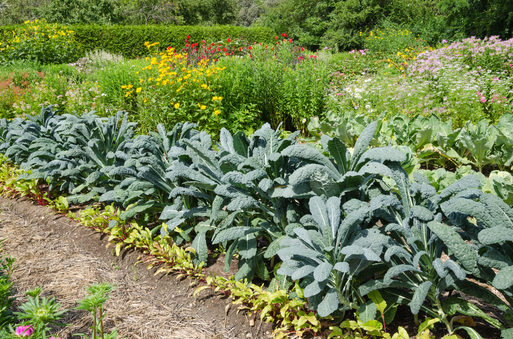 Kale growing in the vegetable garden