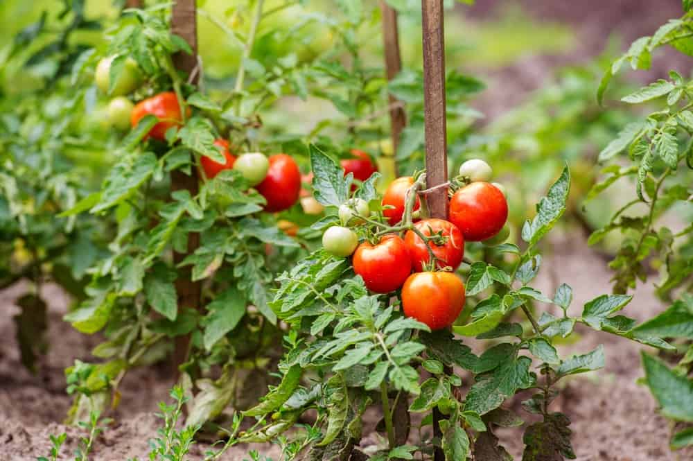 Grow Tomatoes