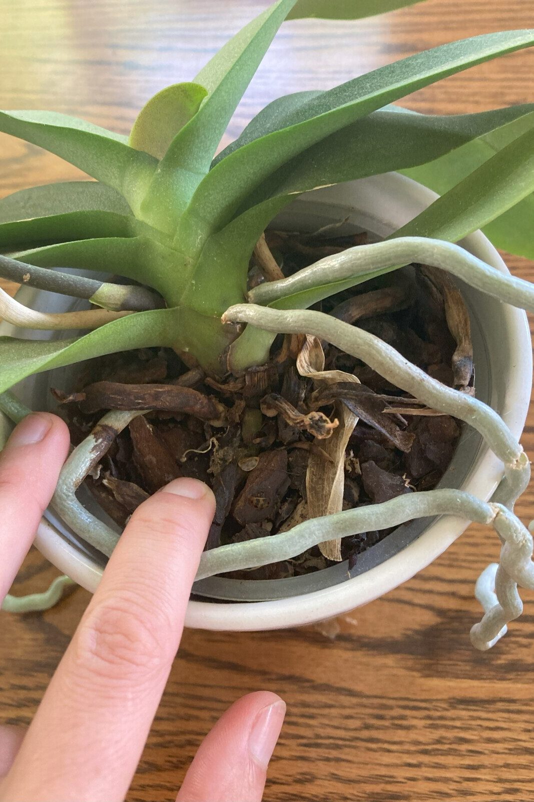 Woman's hand resting against aerial root. 