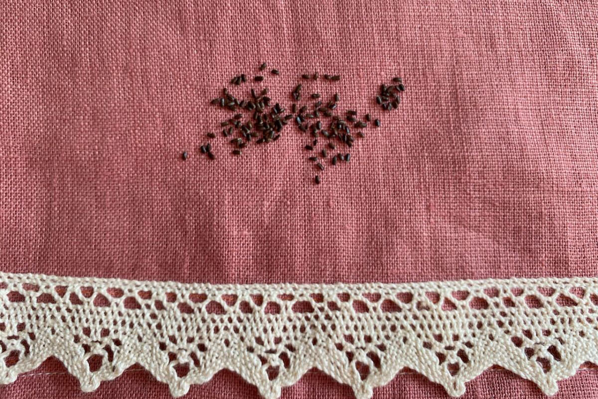 lavender seeds