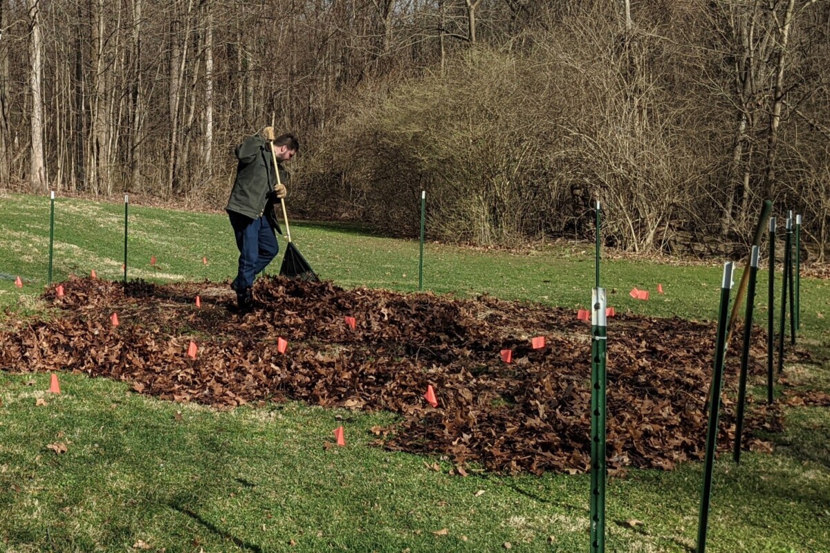 Man raking leaves into garden