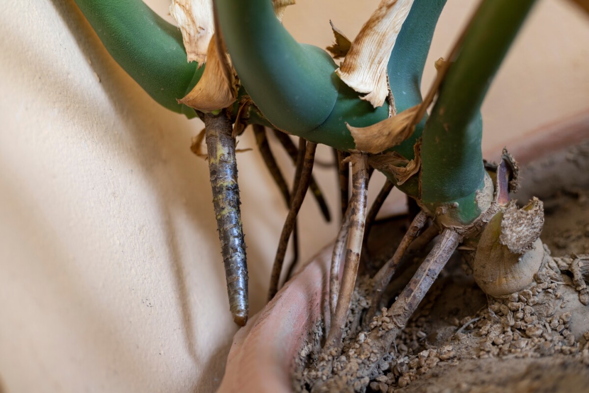 aerial roots monstera