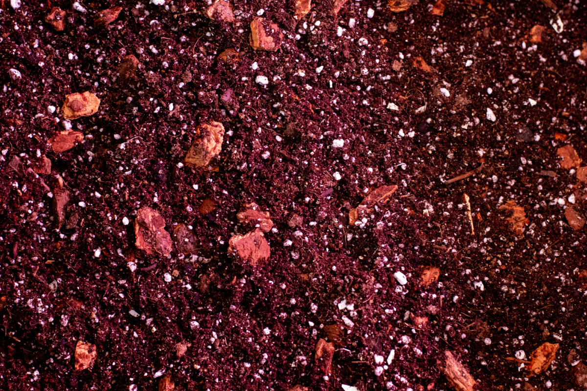 Aroid soil