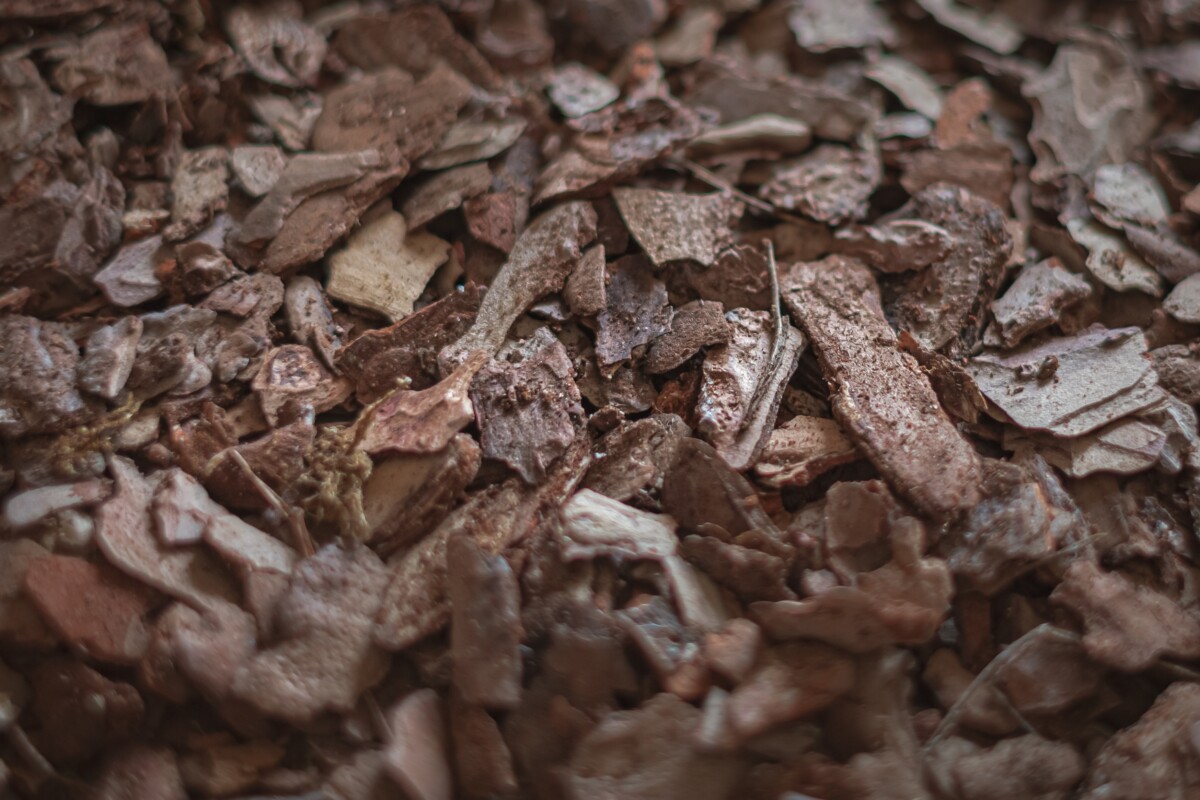 Fir bark for growing orchids
