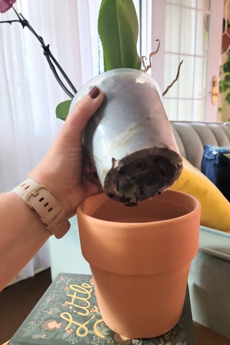 Woman's hand holding a potted orchid up above the terracotta pot it sits in
