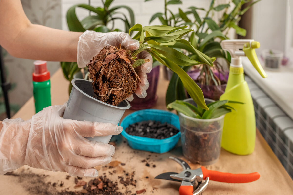 woman's gloved hands repotting orchids.