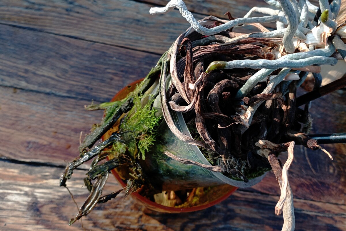Orchid with mushy, rotten roots