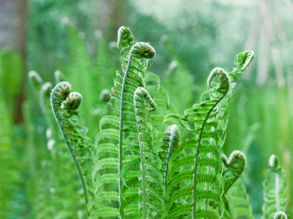 Ostrich fern