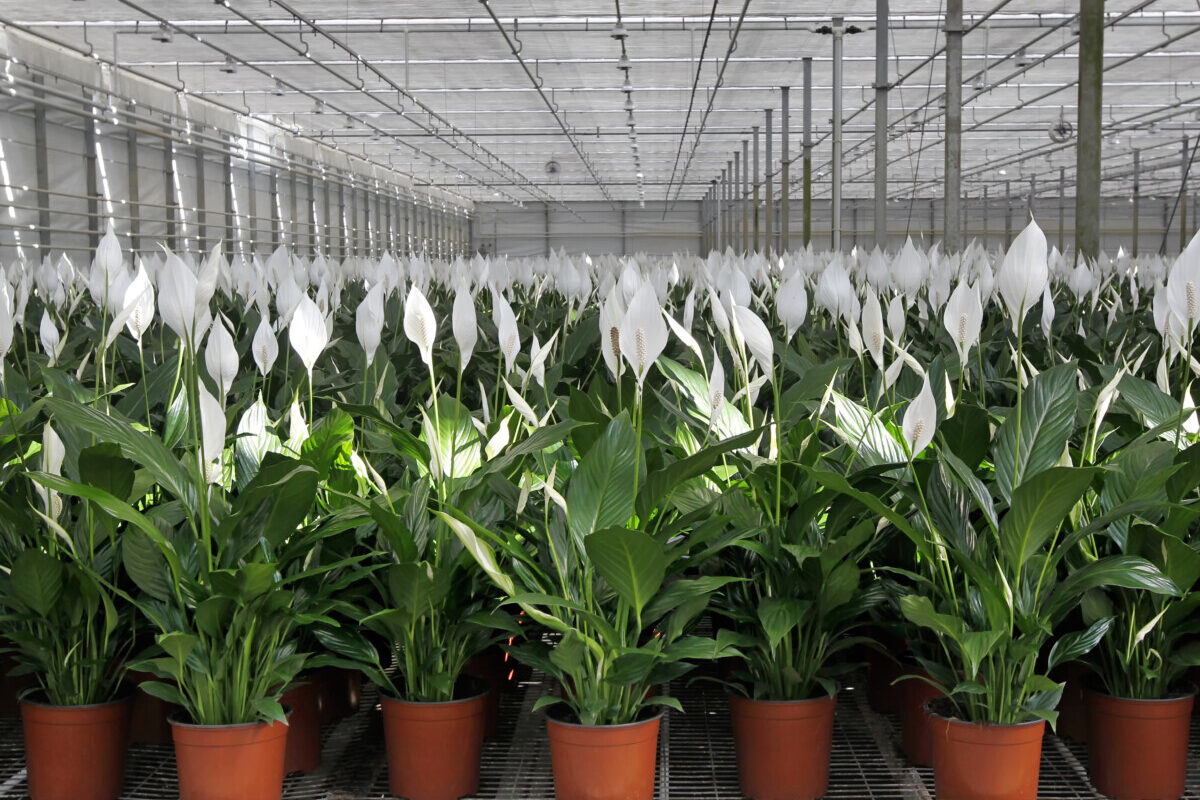 Peace lilies growing in a nursery