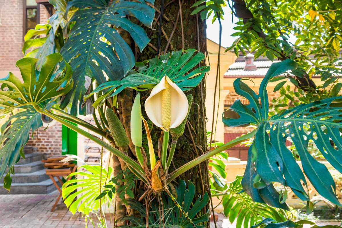 Monstera with bloom.