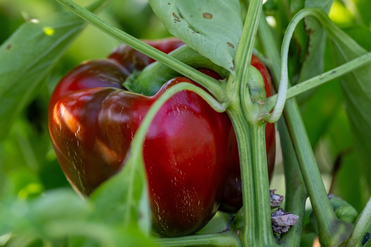 Corked sweet pepper
