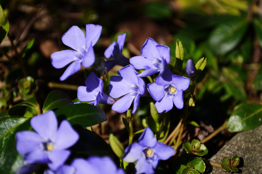 Purple periwinkle in shade