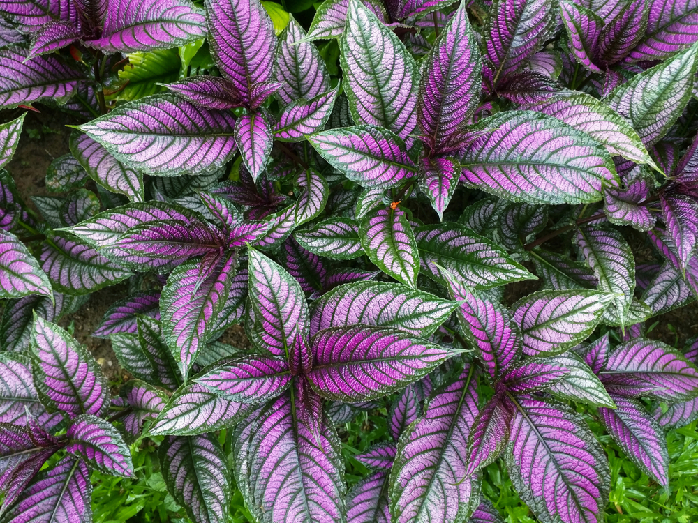 Colorful Persian shield