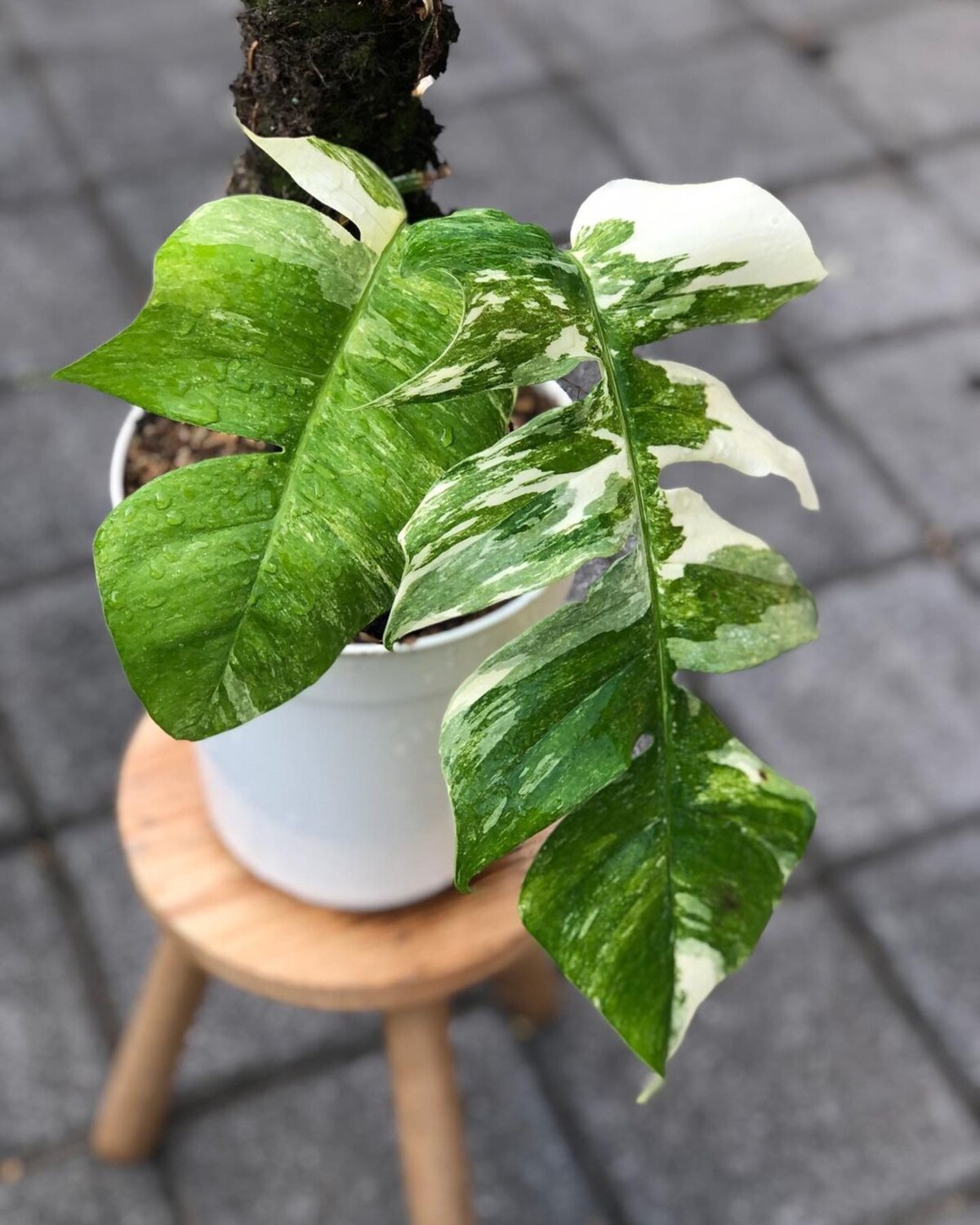 Pothos