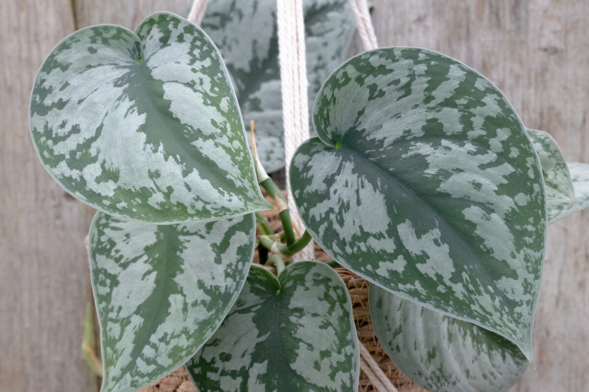 Pothos