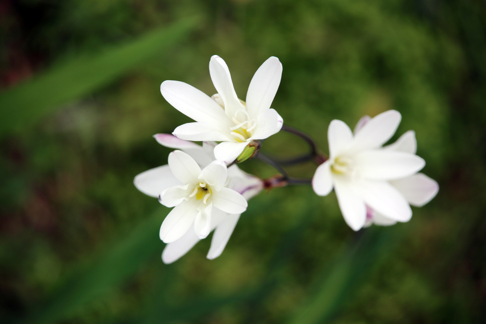 Three cornered leek flowers