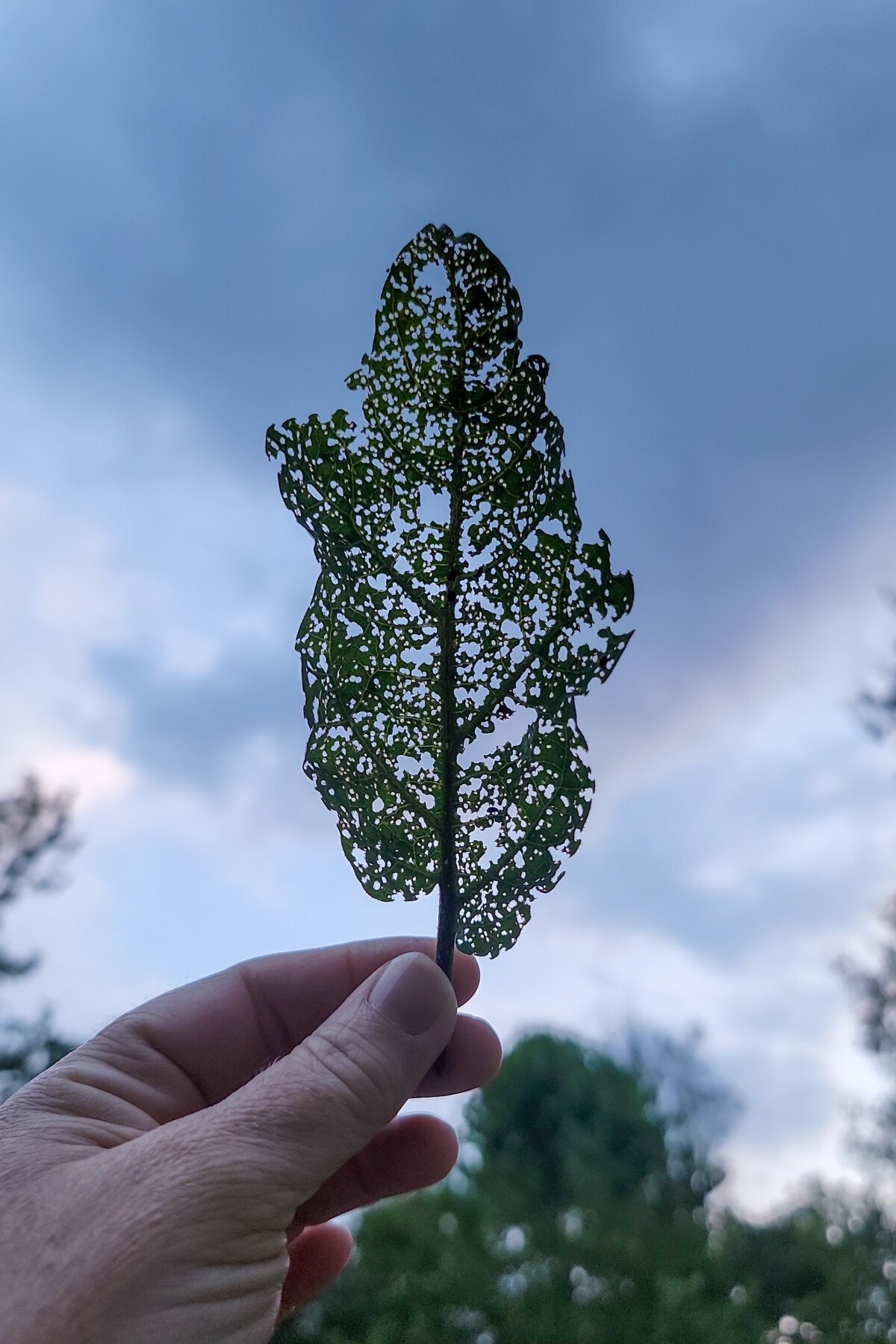 eggplant leaf riddled with holes from flea beetles