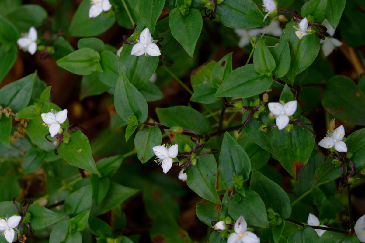 Flowering tradescantia
