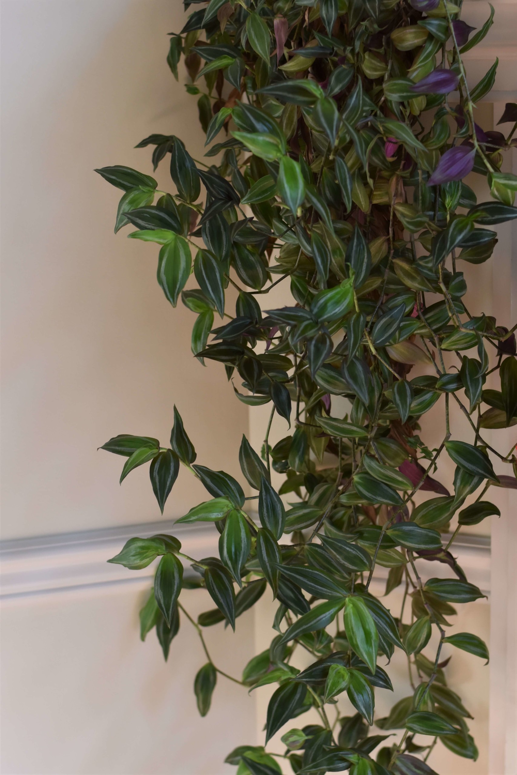 large hanging inch plant