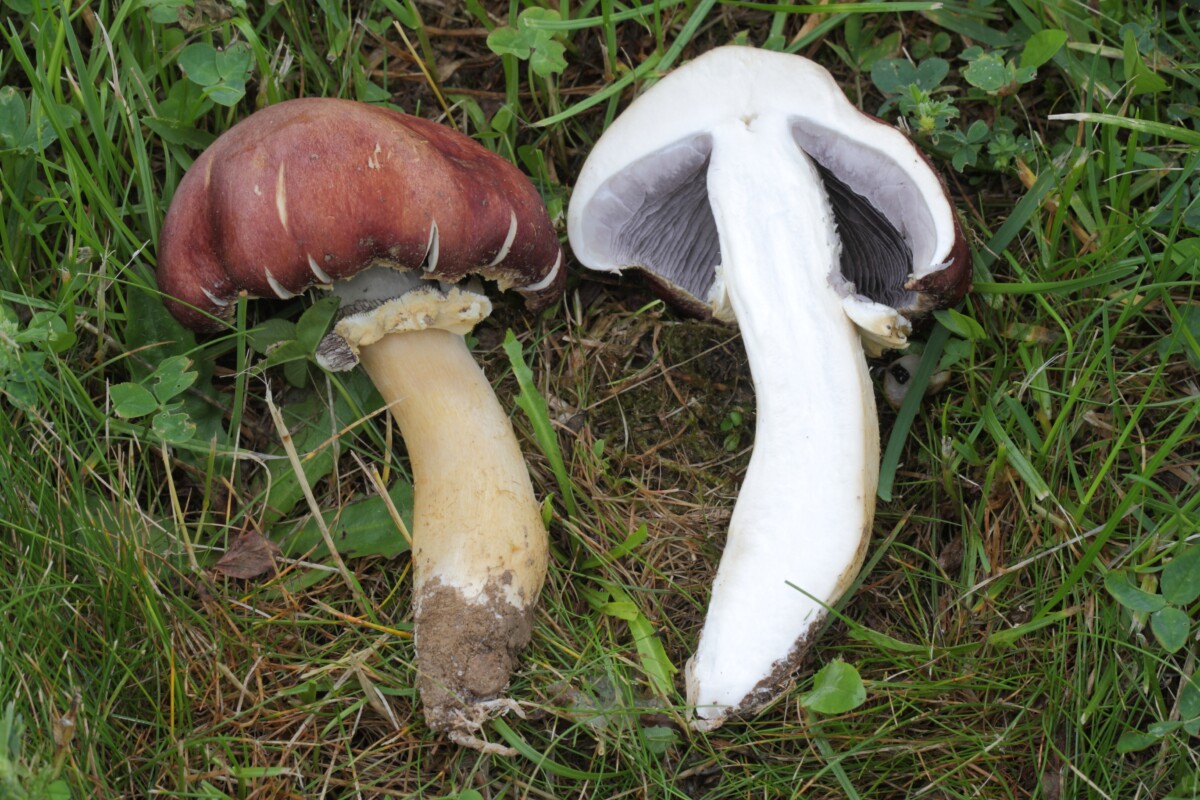 wine cap mushroom cut in half