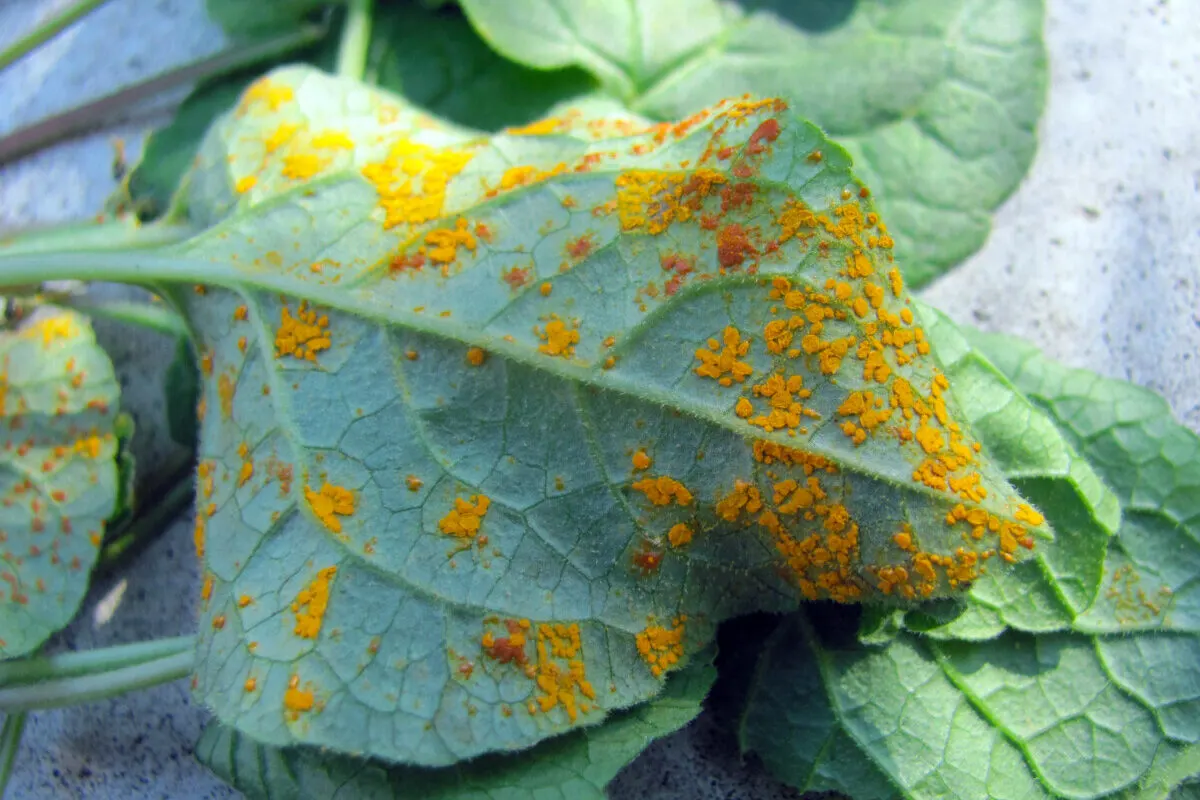Plant with rust