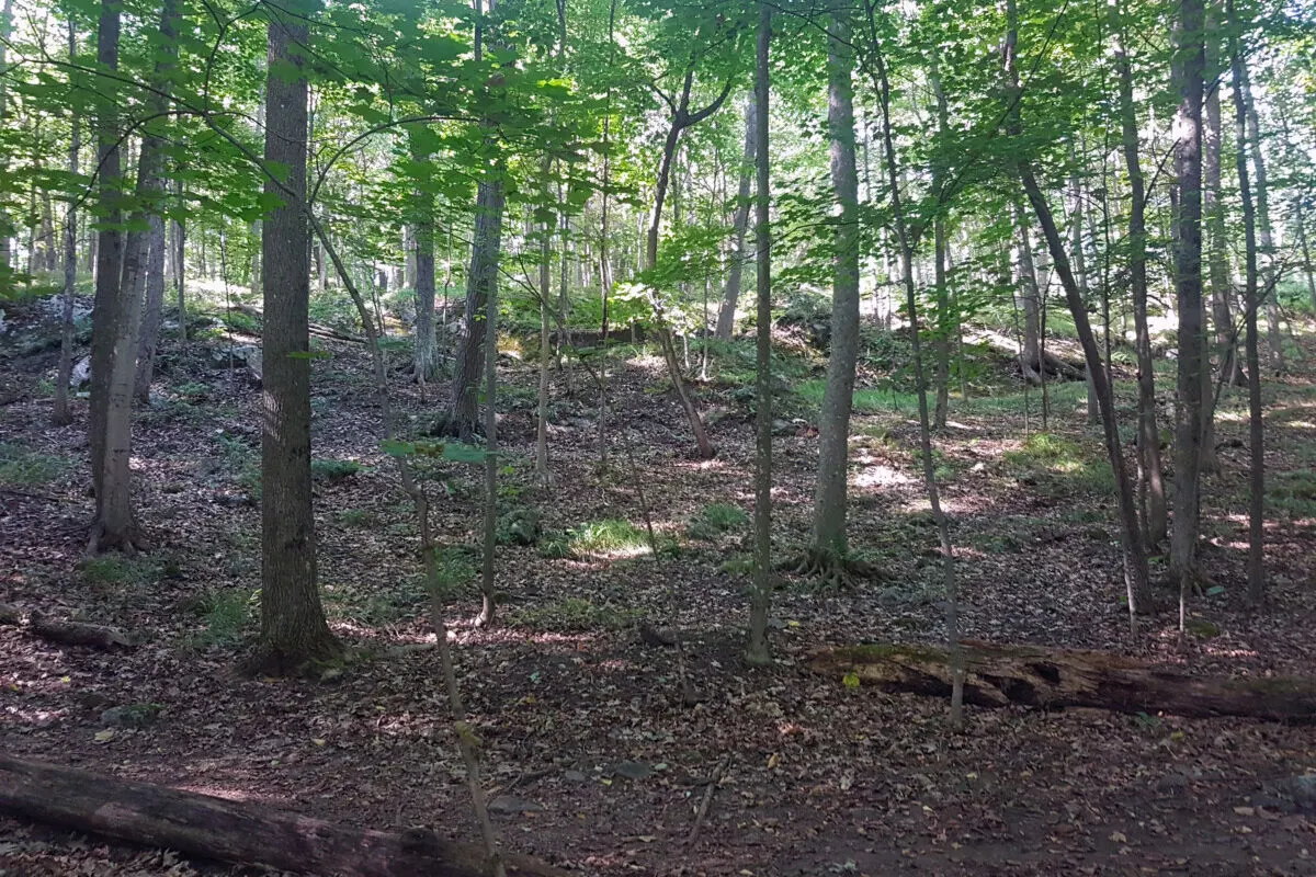 Forest dappled in sunshine