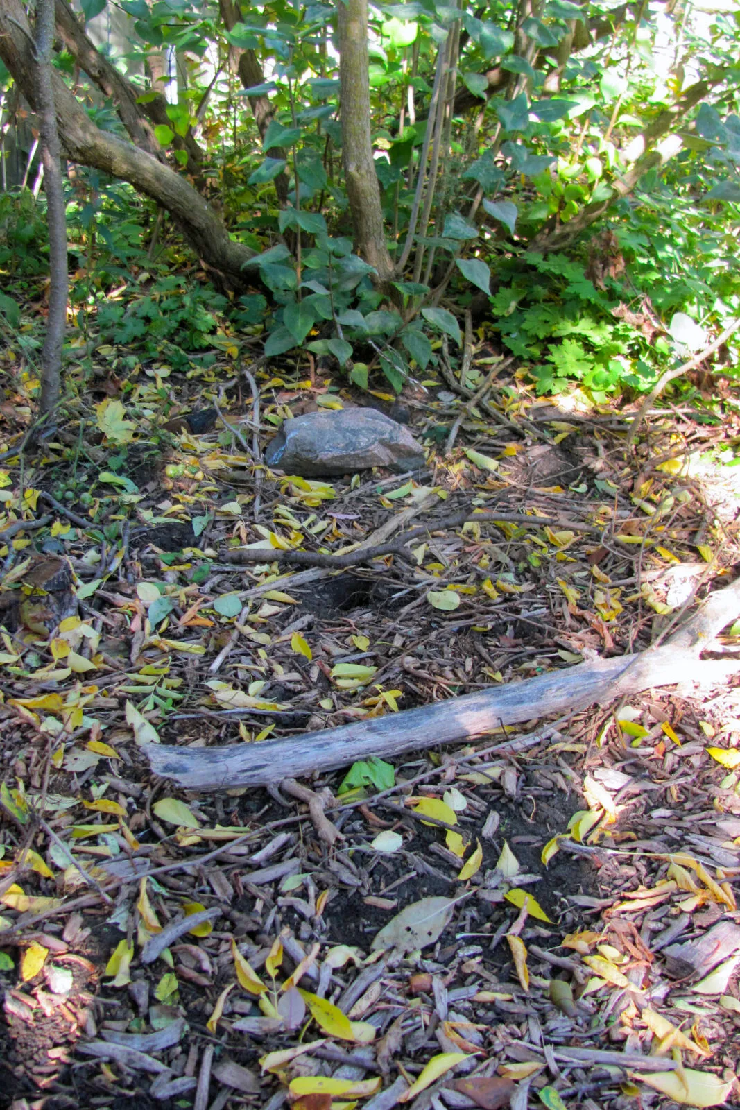 Woody area