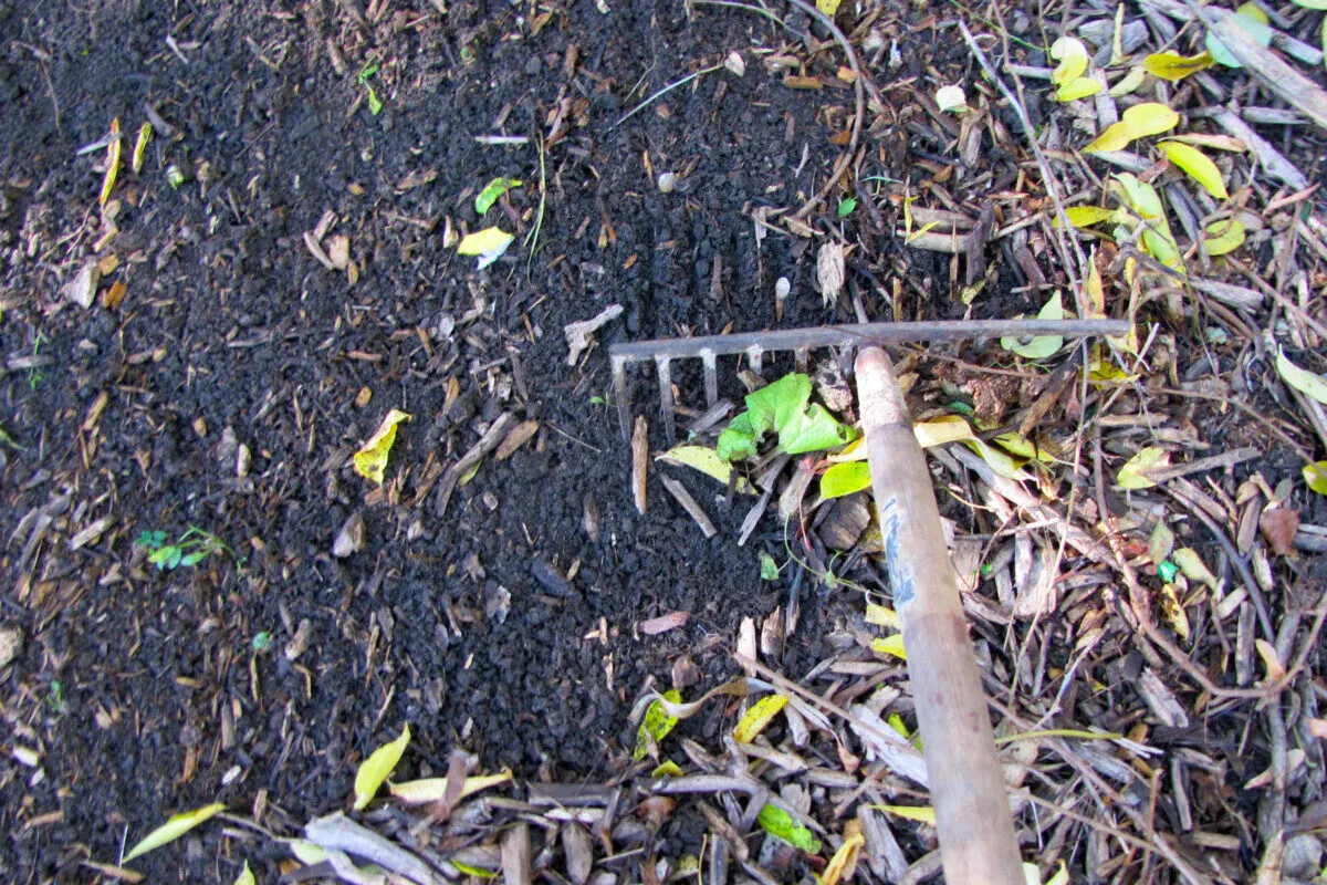 Raking leaves over dirt