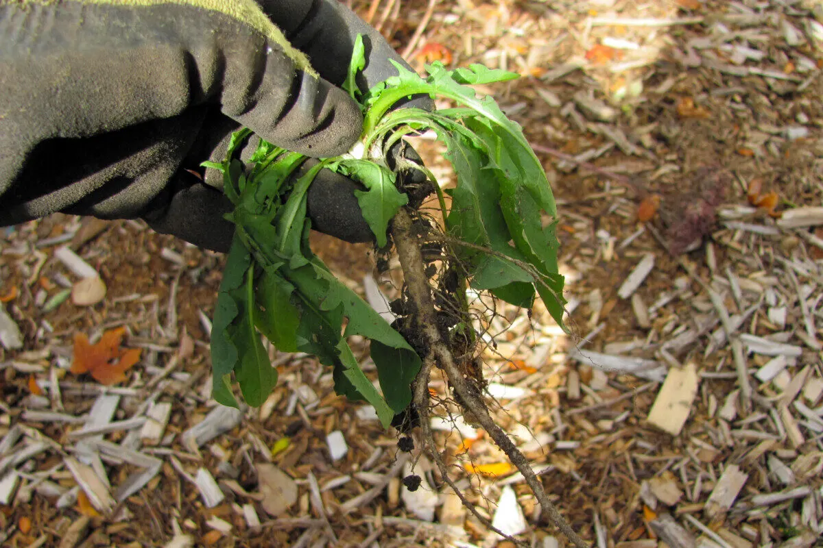 Gloved hand holding an unearthed dandelion