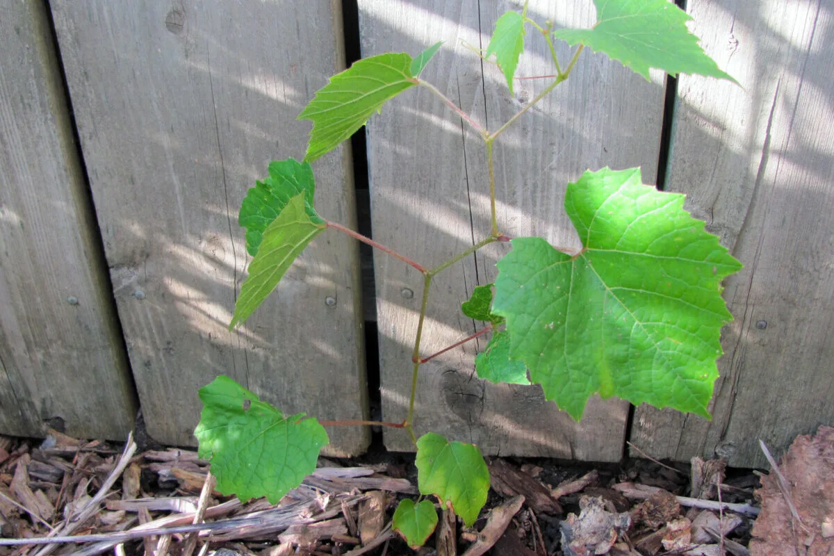 Frost grape