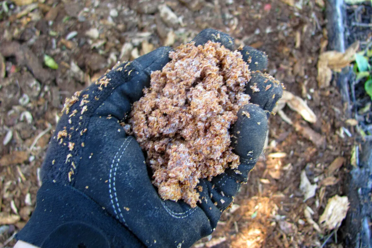 Gloved hand holding mushrooms spawn